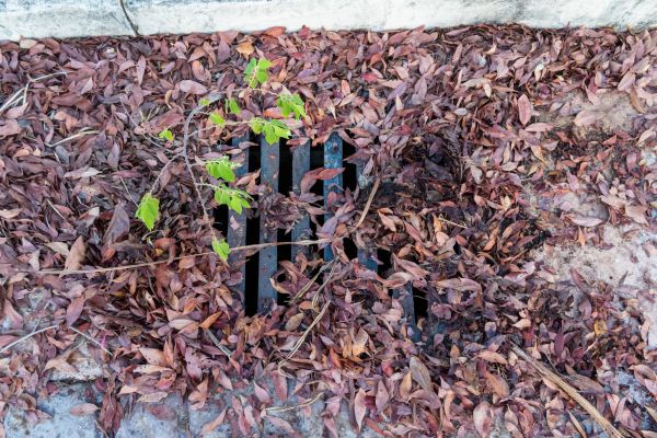 Cost of Yard Drain Unclogging in Dunedin