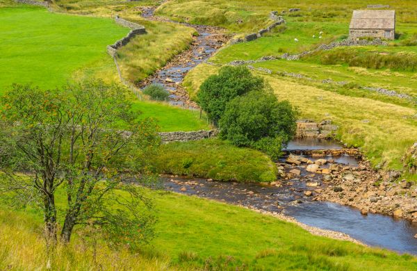 Cost of Swale Repair in Dunedin